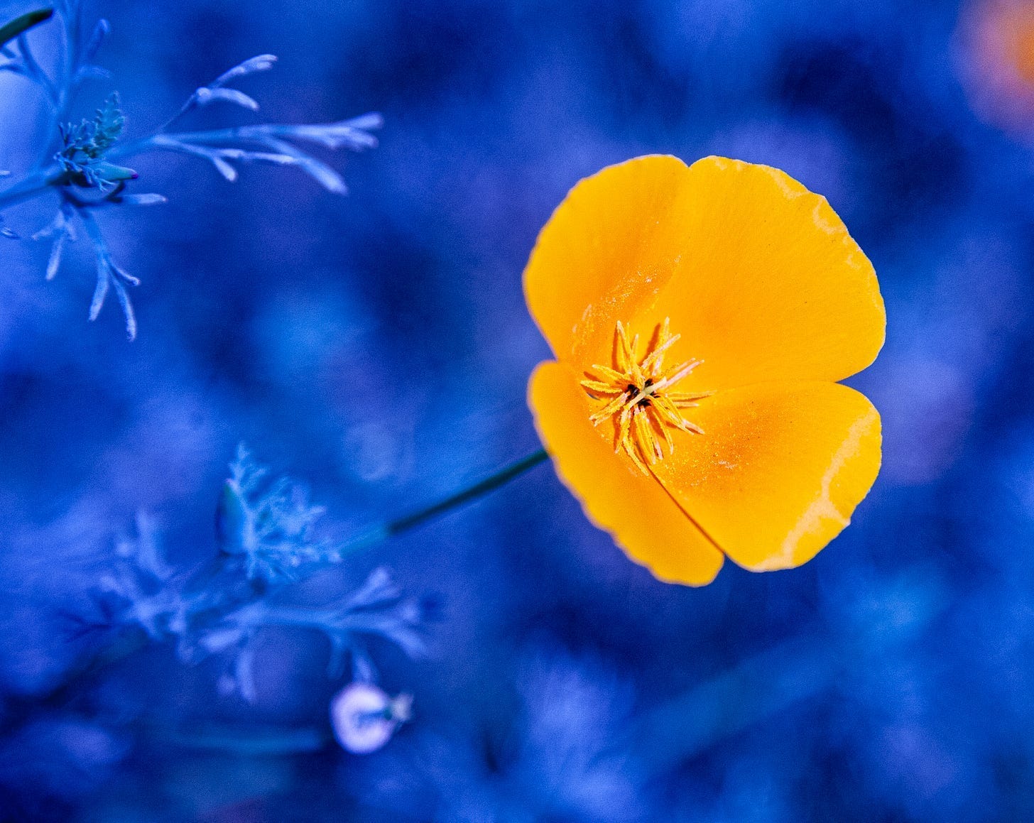 Orange poppy on contrasting blue background.