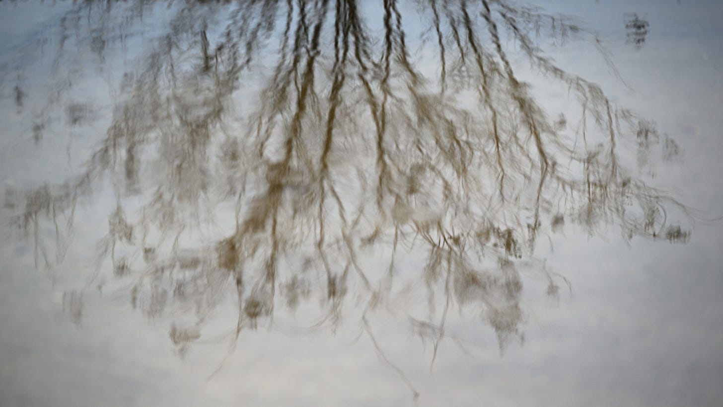 The rain puddles capture the reflection of a leafless tree
