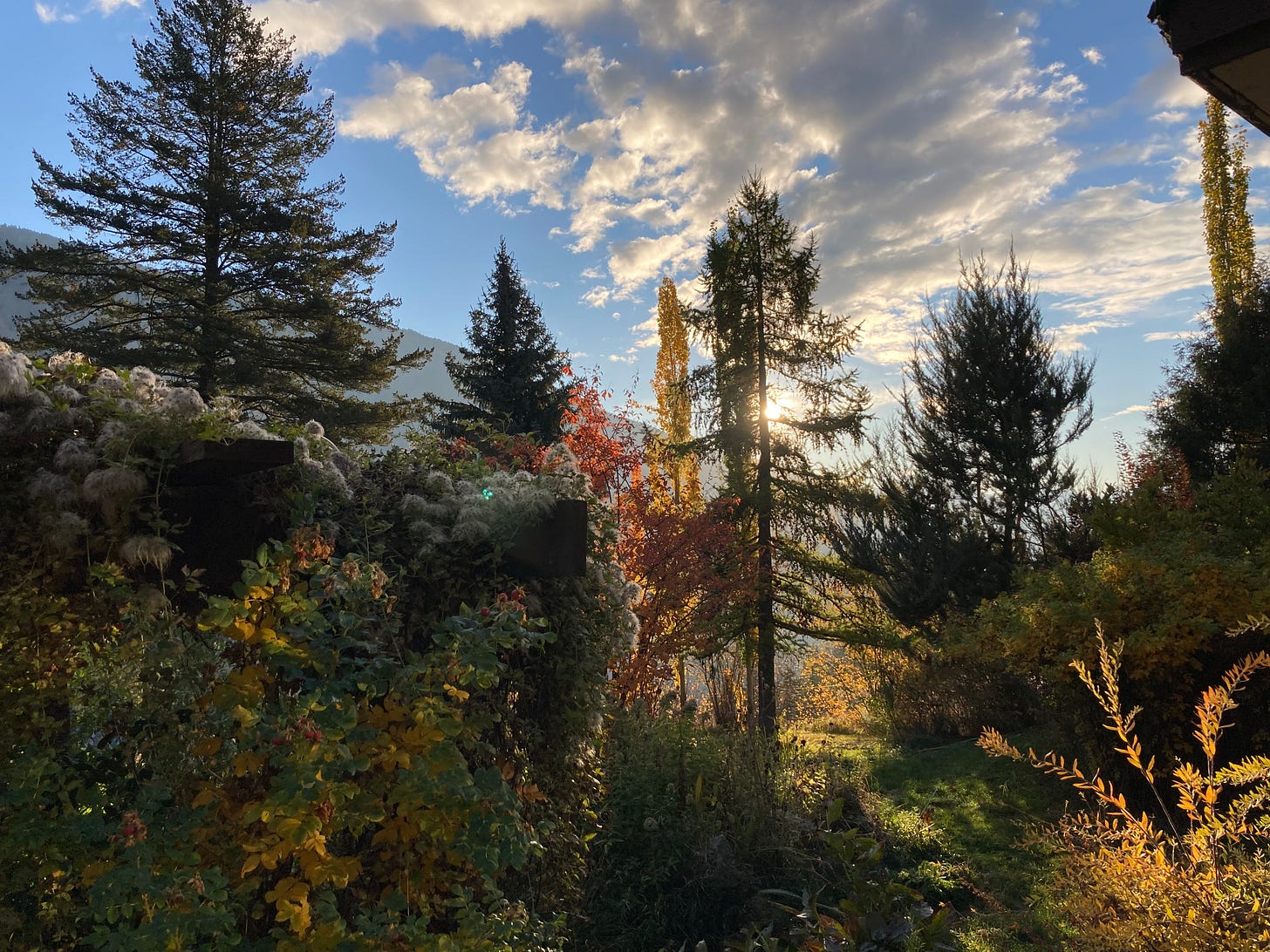 sunlight through fall colored trees