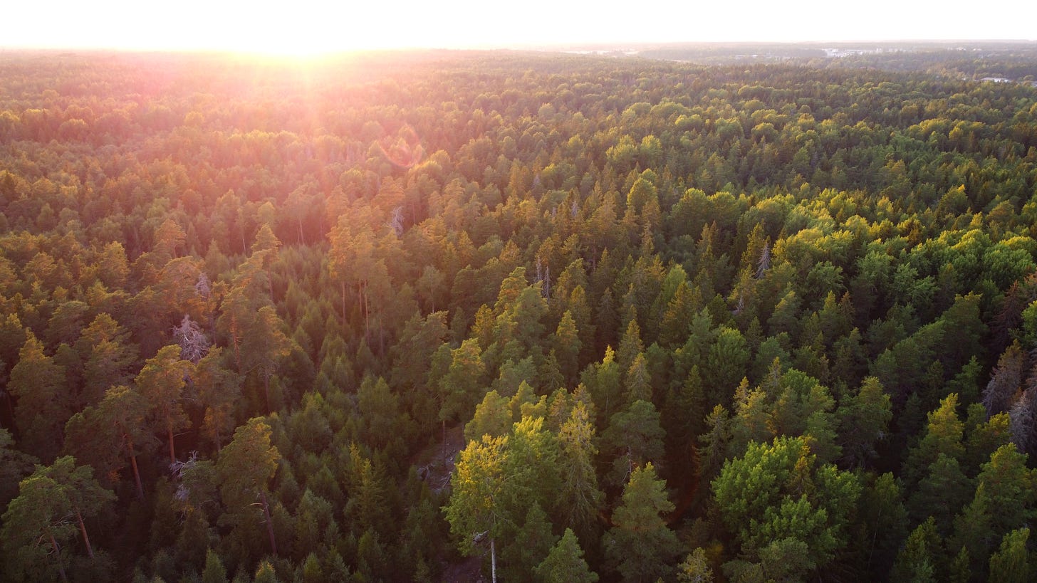 Sunset forest (4K resolution) by RockLou on DeviantArt