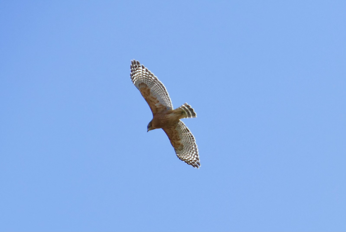 Red-shouldered hawk in flight