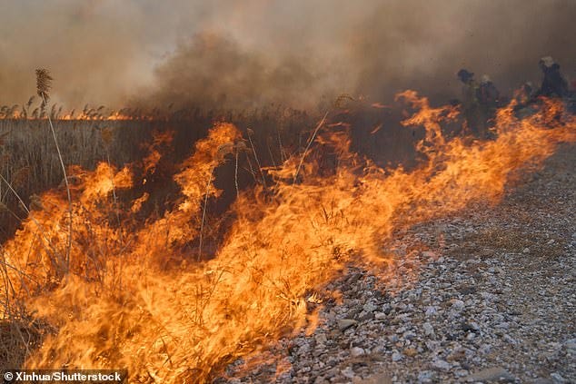 Research shows that changes in climate create warmer, drier conditions, boosting chances of wildfires. This photo taken on March 5, 2024 shows a wildfire in Primorye Territory of Russia