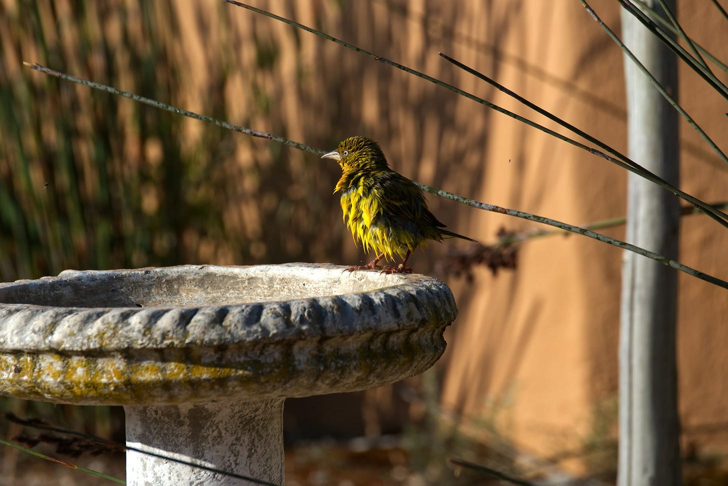 green and yellow bird on gray concrete post during daytime green and yellow bird on gray concrete post during daytime