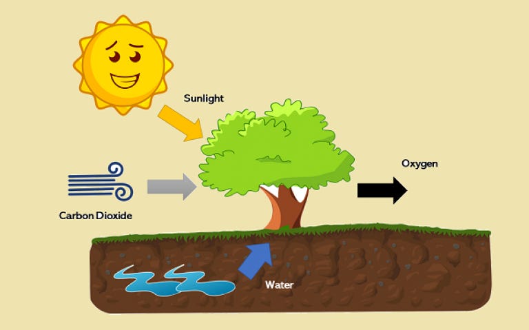 Describe How Oxygen Gas Is Produced During Photosynthesis - Rachel-has-Kemp