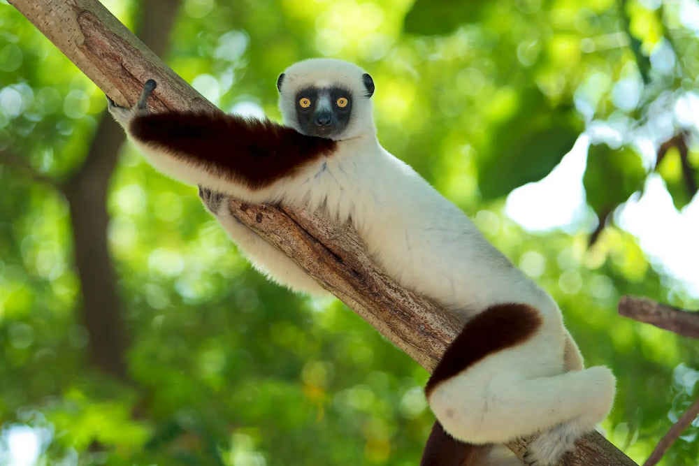 los lemures de Madagascar están en riesgo por la deforestación de la isla