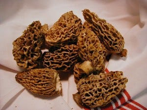 Worth all the fuss: morels (these are the blond ones). Add cream or butter and heat, and you'll know why.