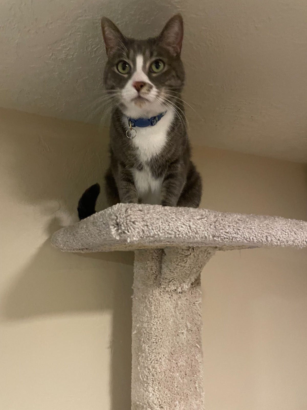 A gray/brown tabby cat with a white belly sits at the top of a beige cat tree