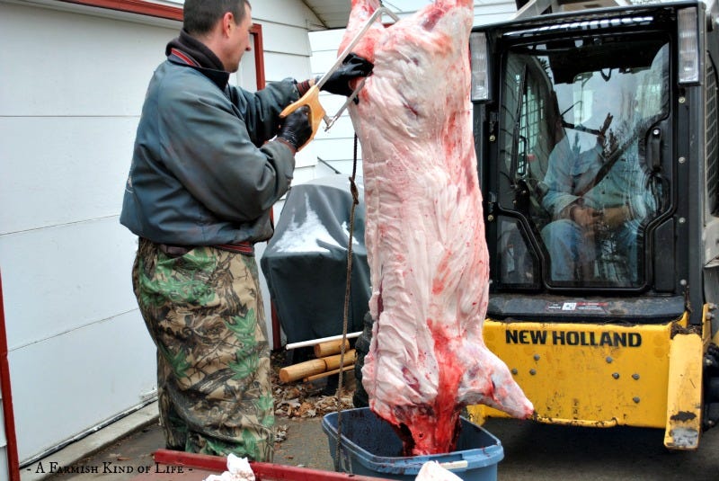 How to Butcher a Pig at Home