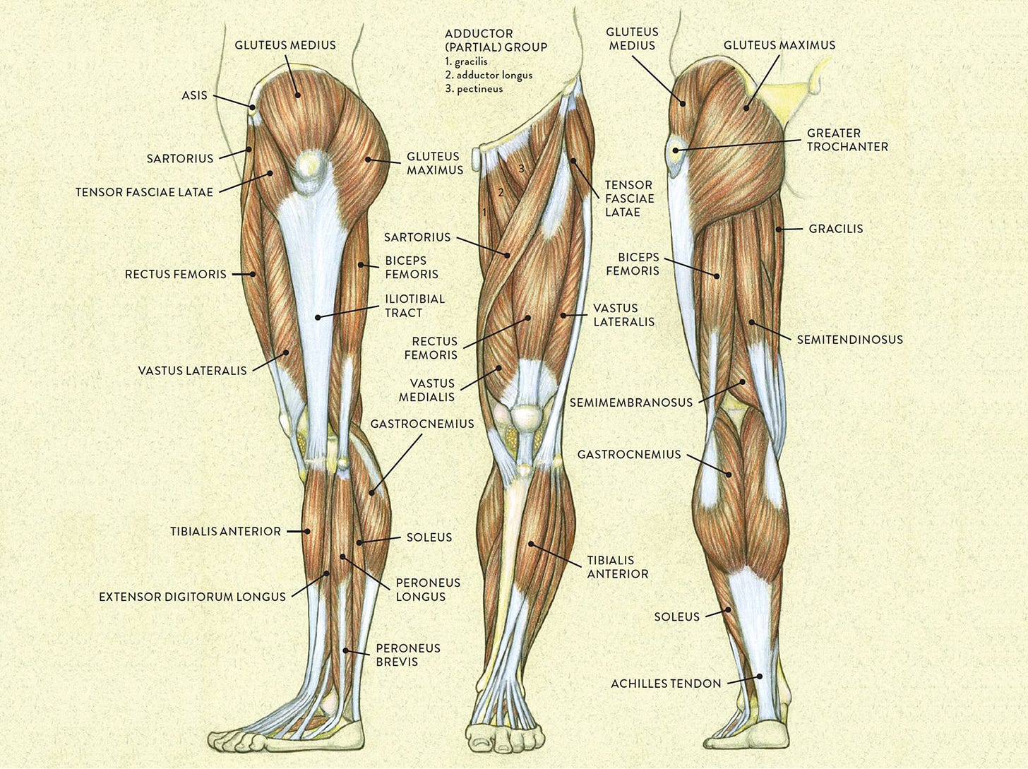 Muscles of the Leg and Foot - Classic Human Anatomy in Motion: The Artist's  Guide to the Dynamics of Figure Drawing