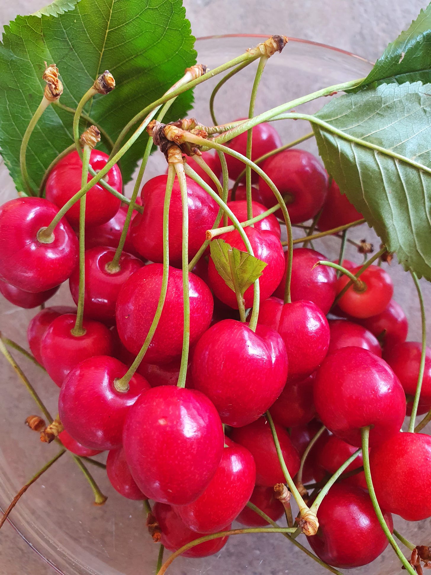 cherries and leaves