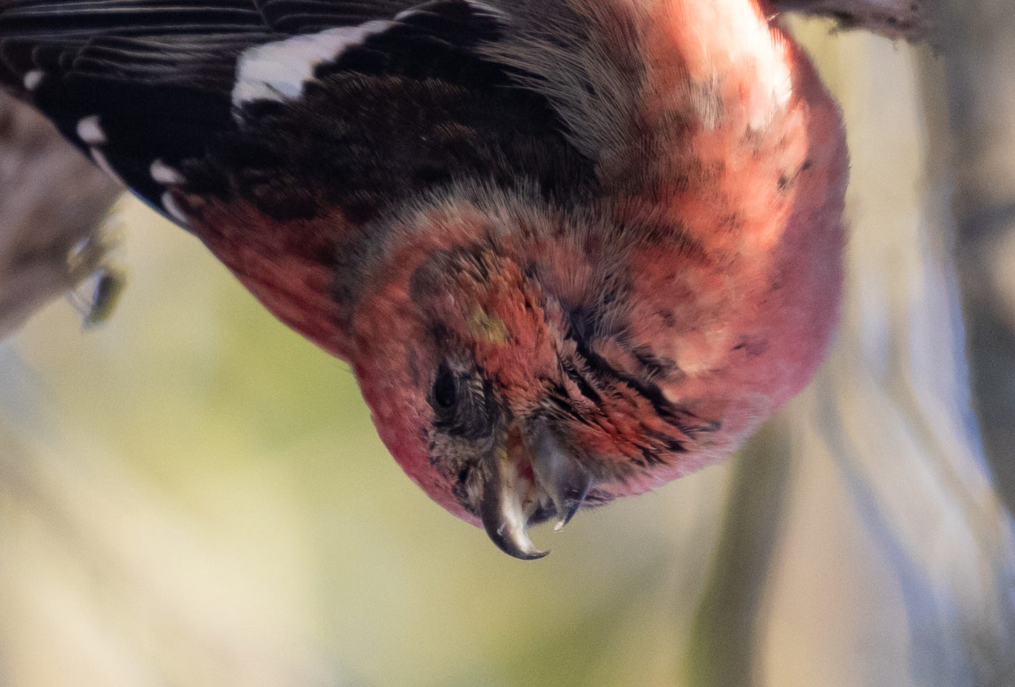 a fluffy pink bird filling up most of the screen. it is hanging upside down, its head pointing down with a hooked beak wide open.