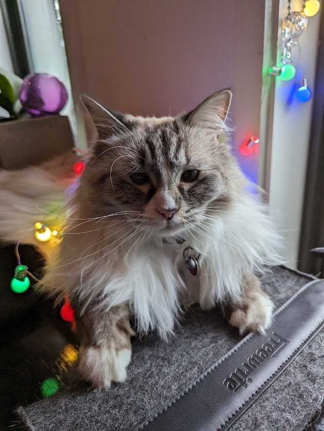 Ragdoll cat with colured christmas lights drapped around her.