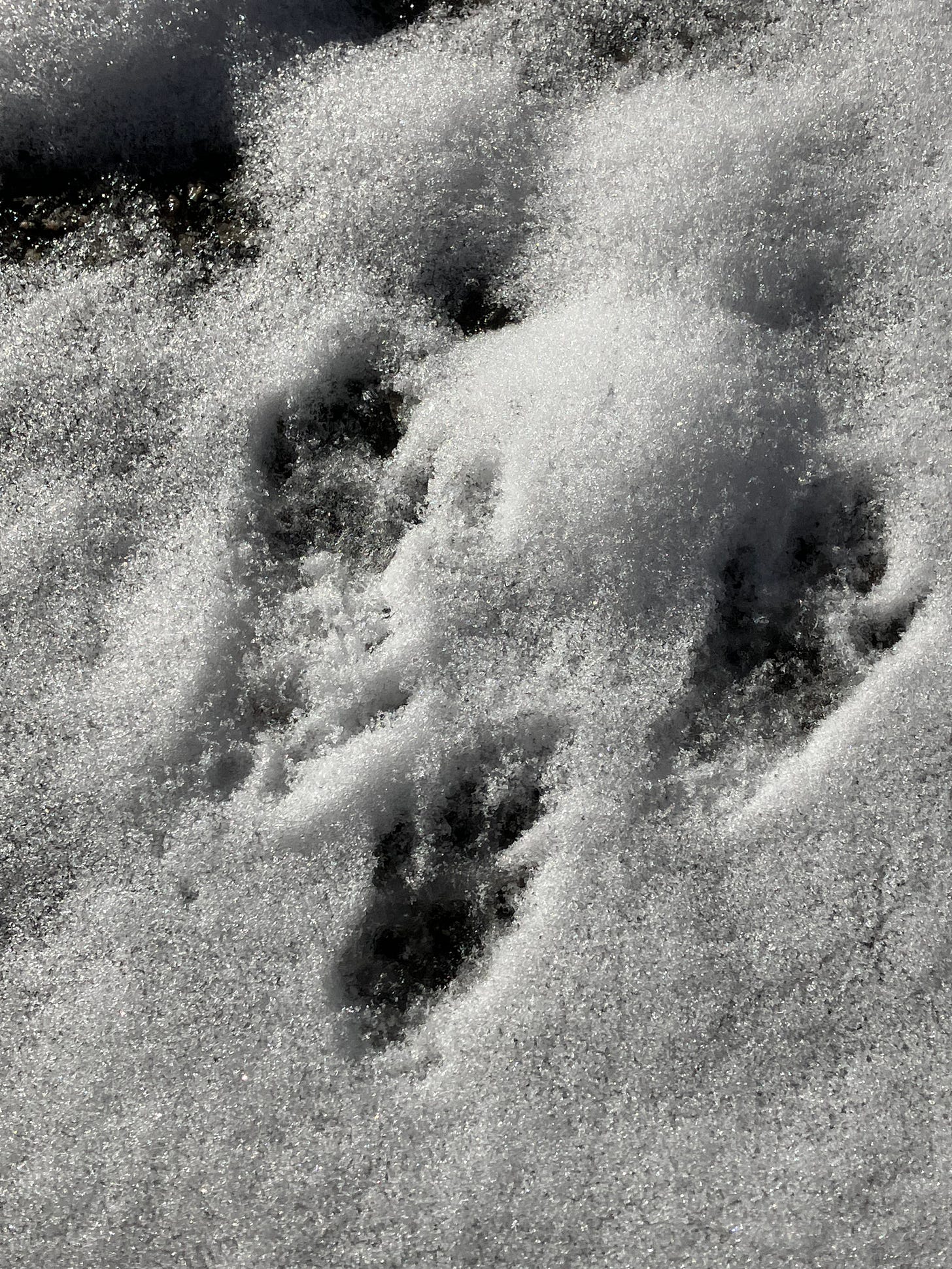 Close up of paw prints in wet snow