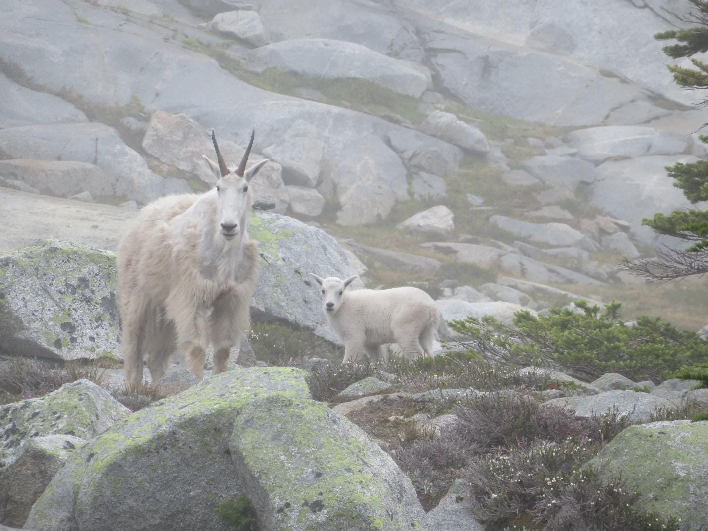 A goat and a baby goat on a rocky mountain

Description automatically generated