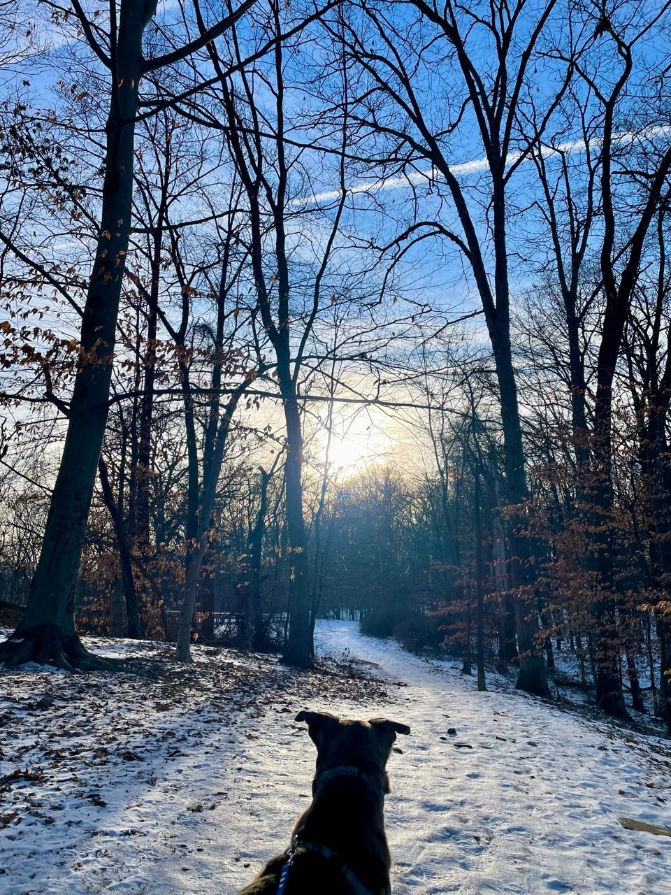 Sunrise on a snowy day in Rock Creek Park.