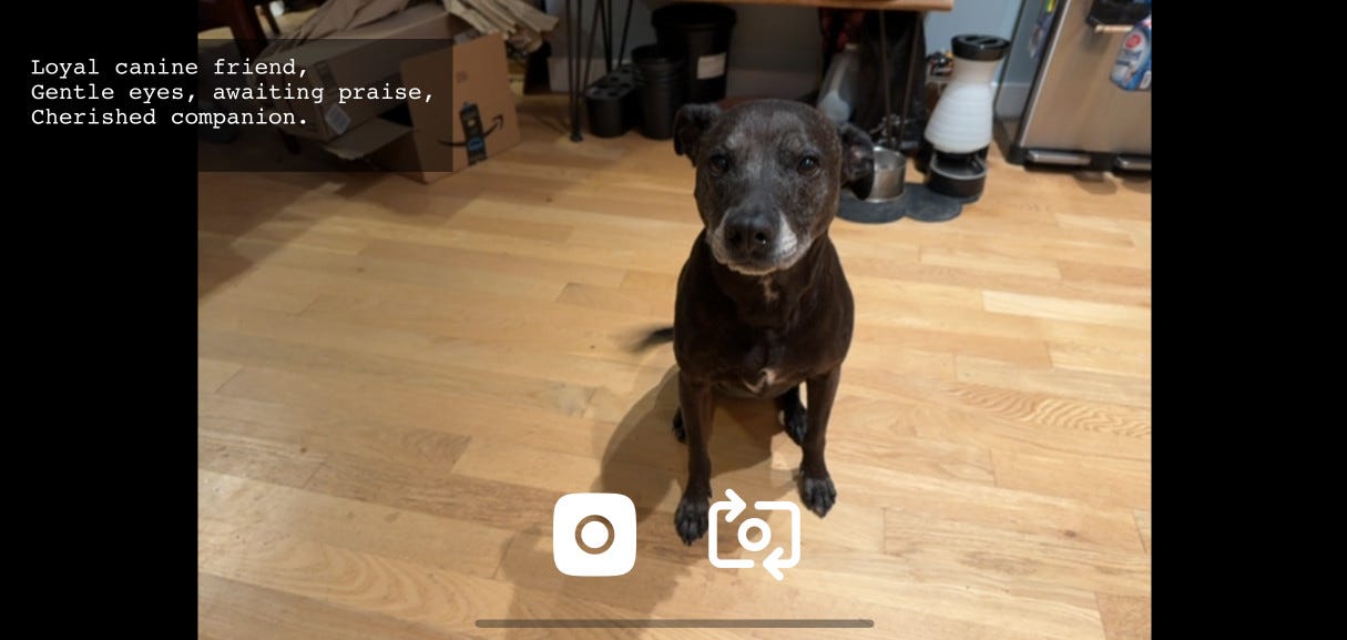 Screenshot of the app - Cleo the dog sits patiently on the floor, a haiku reads Loyal canine friend,
Gentle eyes, awaiting praise
Cherished companion - buttons are visible for taking the photo and switching the camera