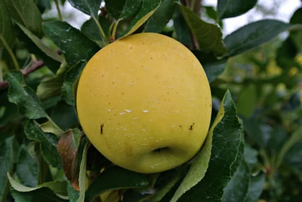 A single Blondee Apple in a tree.