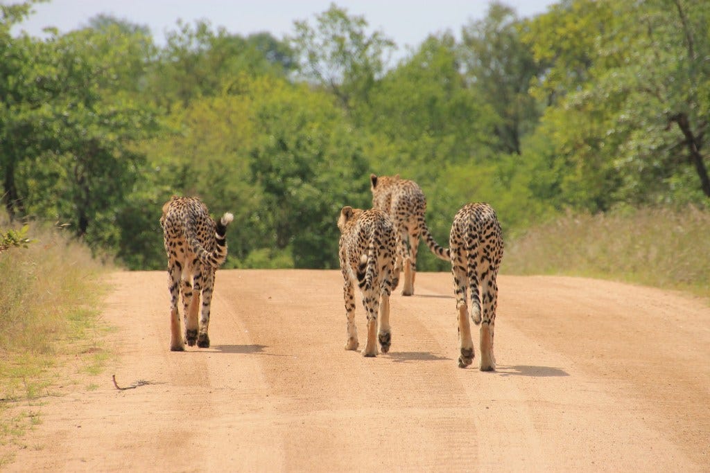 Why is the Kruger National Park famous