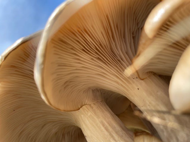 Gills extending down the stem or stipe (decurrent) of oyster mushrooms 