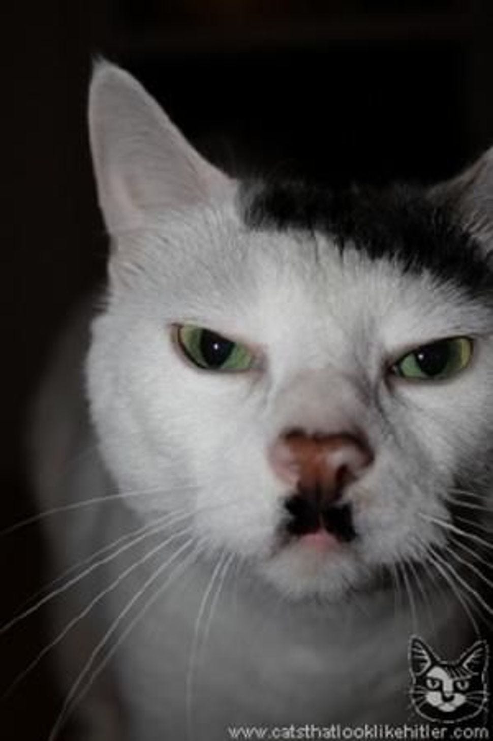 Things That Look Like Hitler: Feline Edition – The Forward