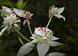 File:Pycnanthemum muticum (broad-leaved mountain-mint, clustered mountain-mint), Woonsocket, RI (36236650406).jpg