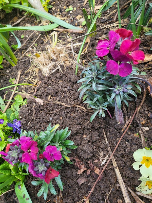 Erysimum Red Jep
