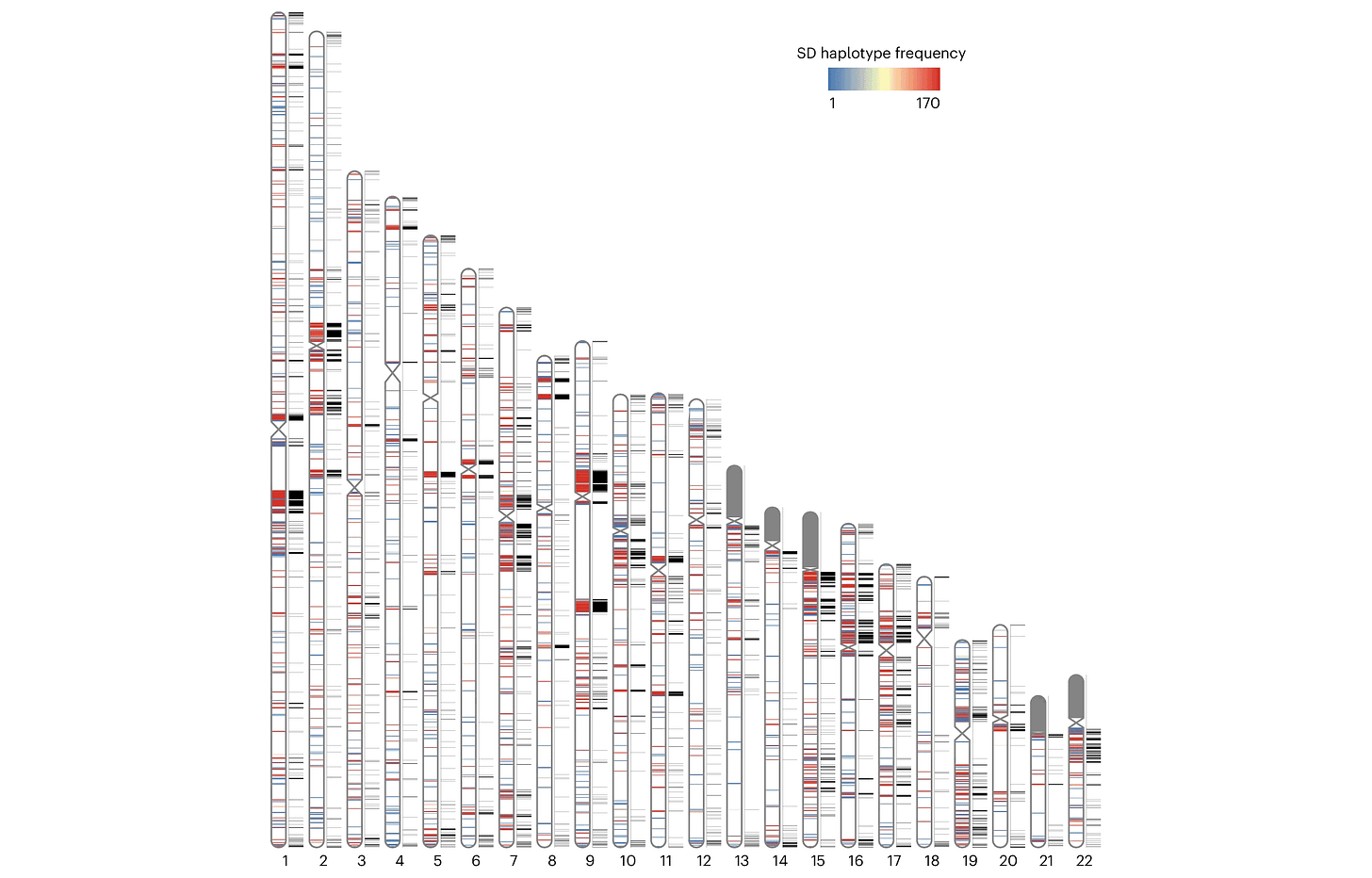 A series of chromosome ideograms numbered 1 through 22, each accompanied by a set of bars showing the locations of segmental duplications A series of chromosome ideograms numbered 1 through 22, each accompanied by a set of bars showing the locations of segmental duplications