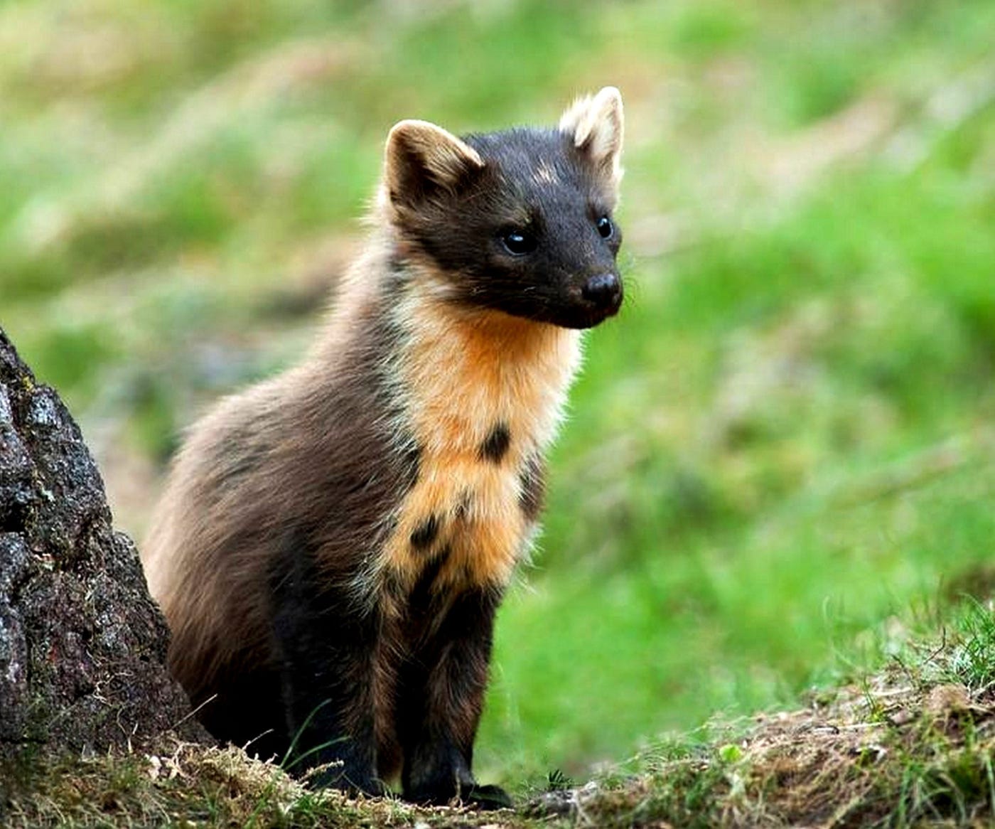 Rare Pine Marten in Balloch Castle Country Park by Jim Duncan