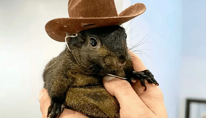 A squirrel wearing a cowboy hat

Description automatically generated