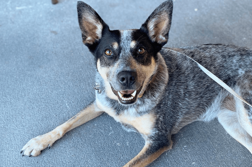 Scout the Australian cattle dog lies on a concrete patio at a coffee shop