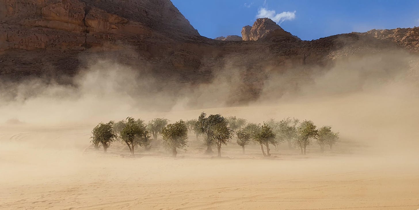 A group of olive trees have been placed in the middle of a desert in Saudi Arabia