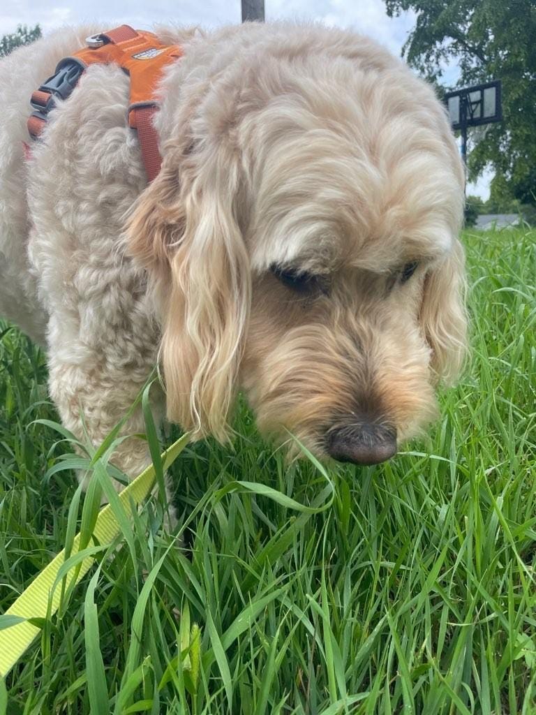 A goldendoodle in an orange harness sniffs at vibrant green summer grass.