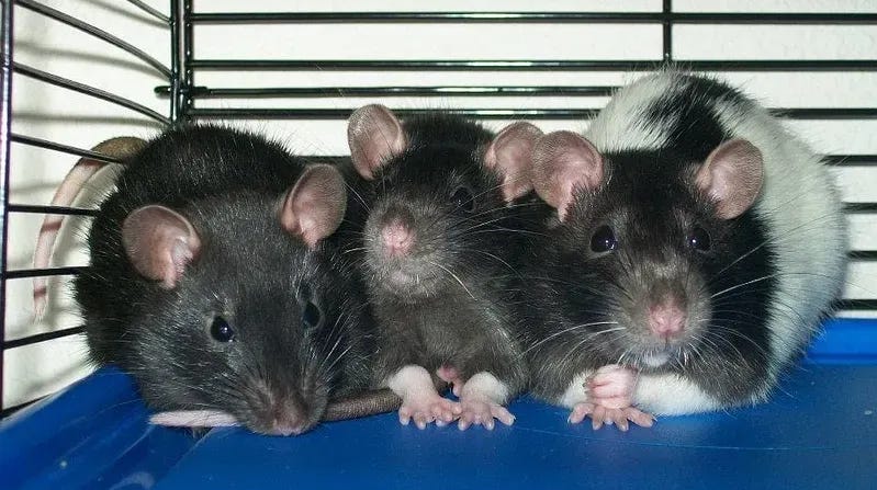 3 gray rats snuggle together in a blue bottom cage