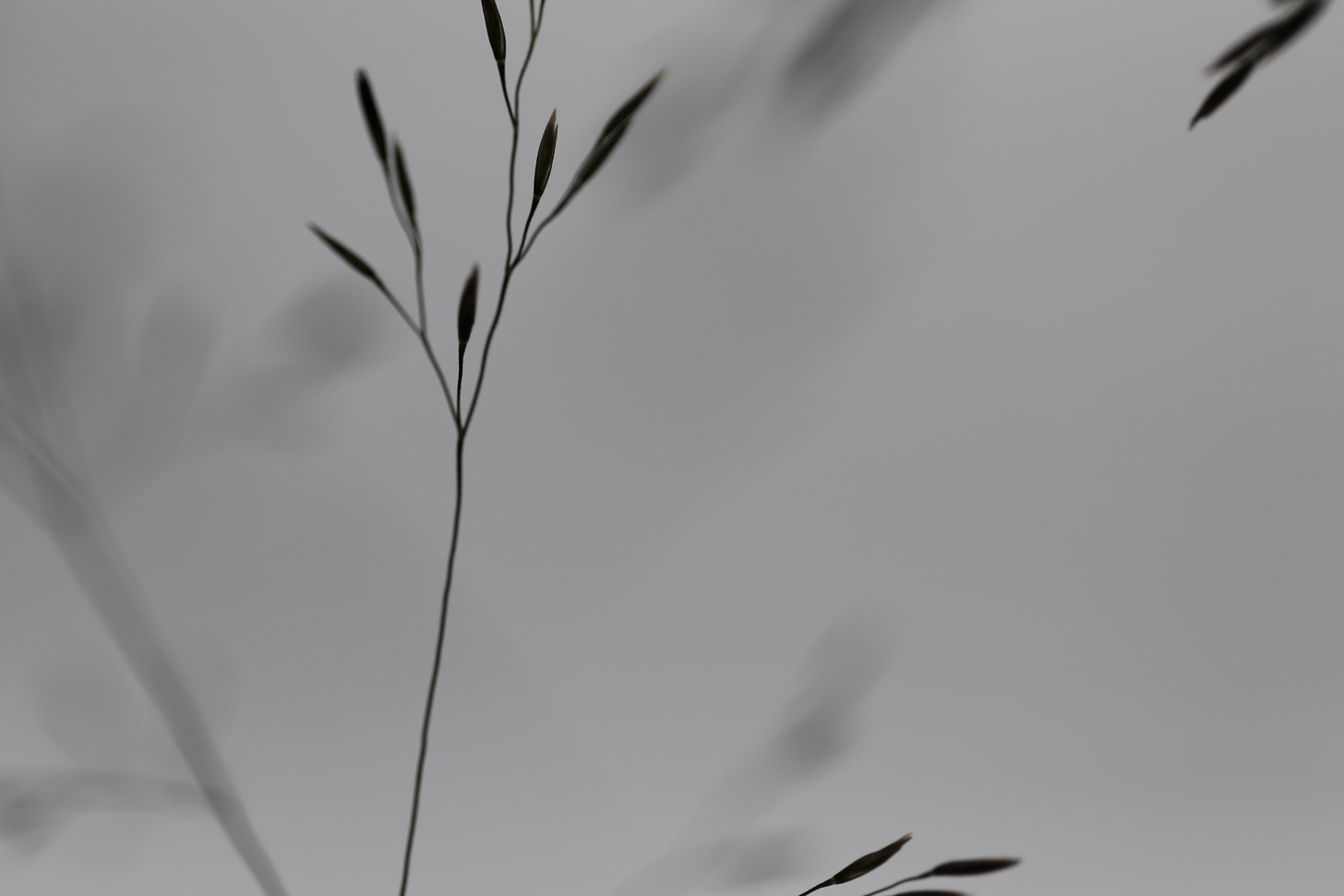 Abstract monochromatic close up of Deschampsia cespitosa panicle (tufted hair grass)