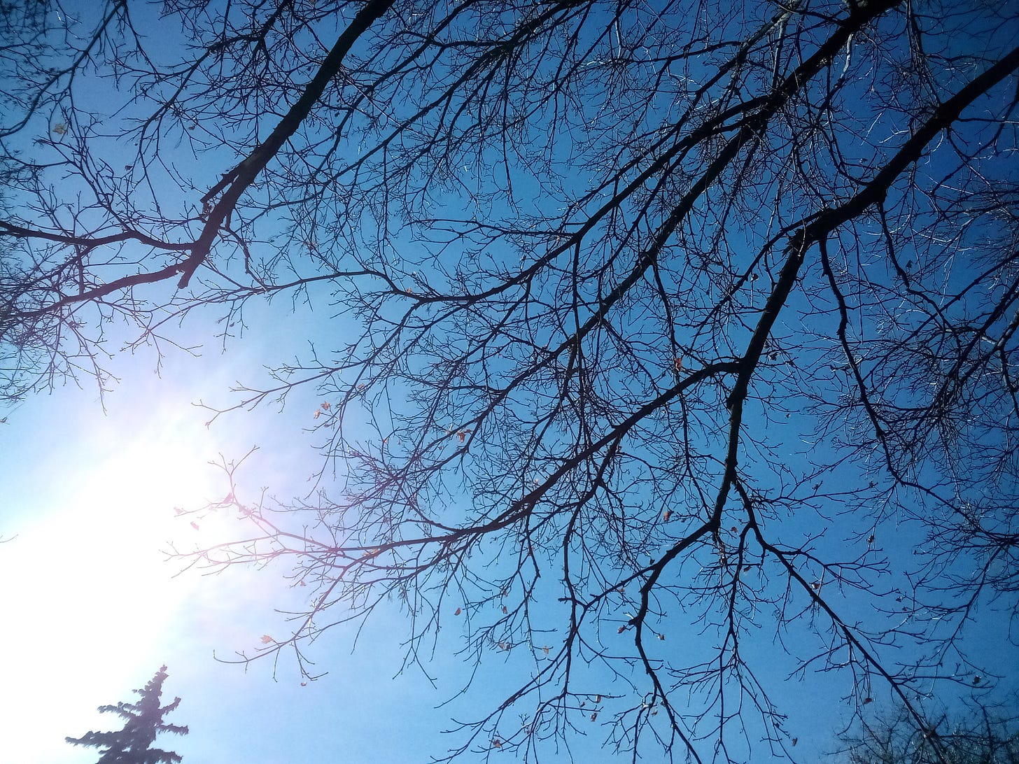 Sun shining through tree branches