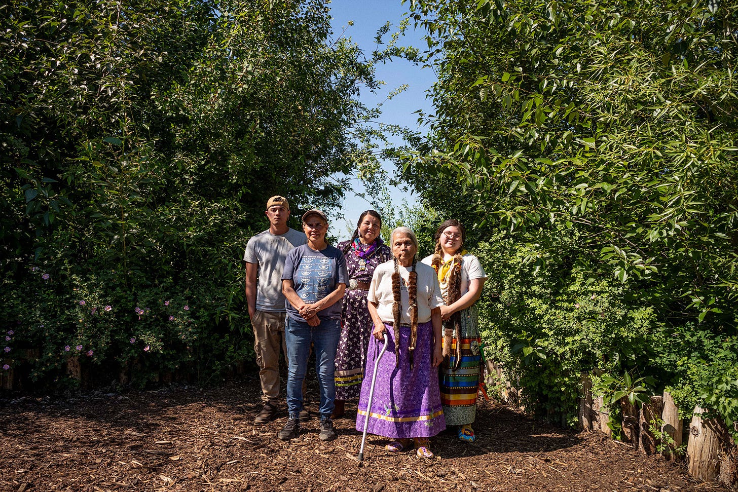 3.5 years of growth in the Healing Forest on Yakama Nation in Washington, USA. Courtesy of SUGi.