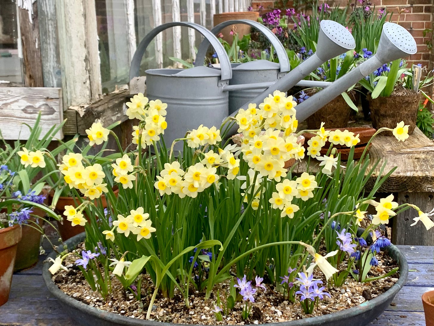 yellow and blue flowers in a bowl with two watering cans