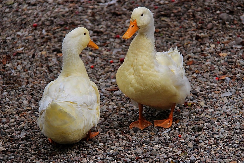 Two ducks looking at each other.