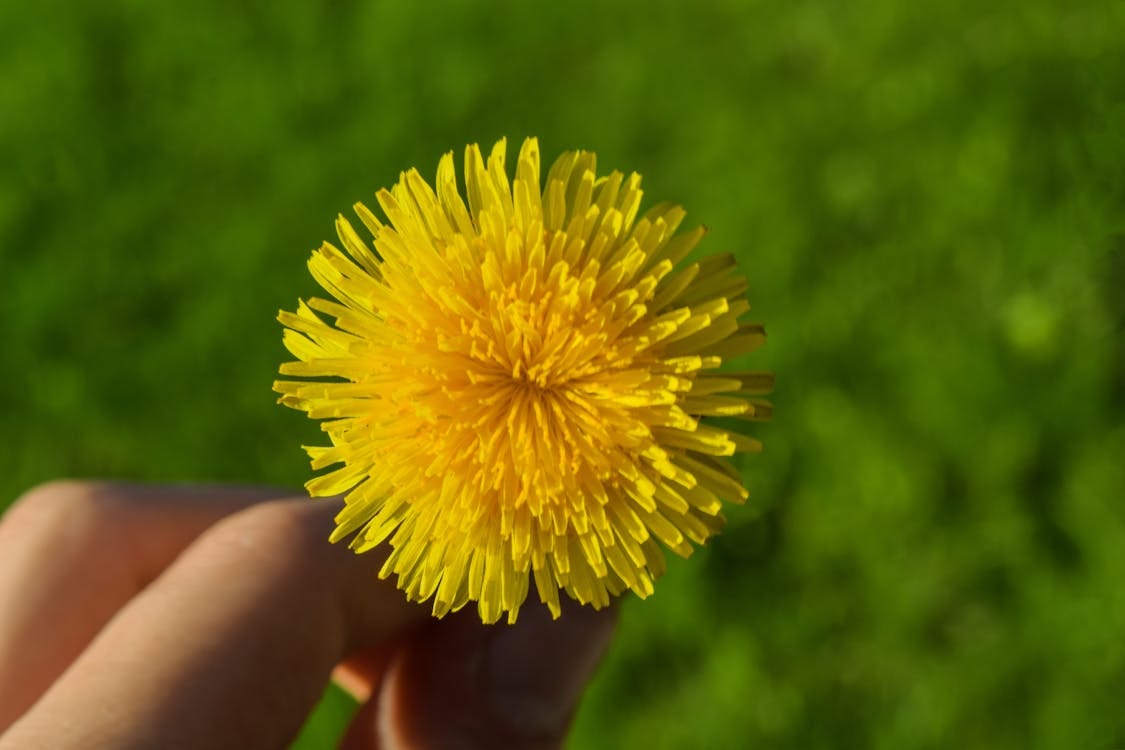 Courtesy of Daniel Absi from https://www.pexels.com/photo/yellow-dandelion-flower-1099105/