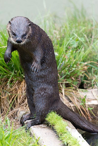 File:River Otter Standing (22151992486).jpg