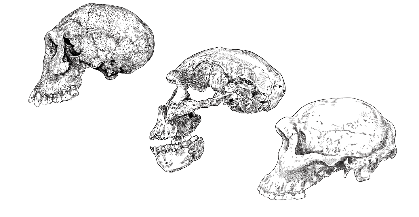 Drawings of three skulls of Homo erectus, shown in profile from the left side Drawings of three skulls of Homo erectus, shown in profile from the left side