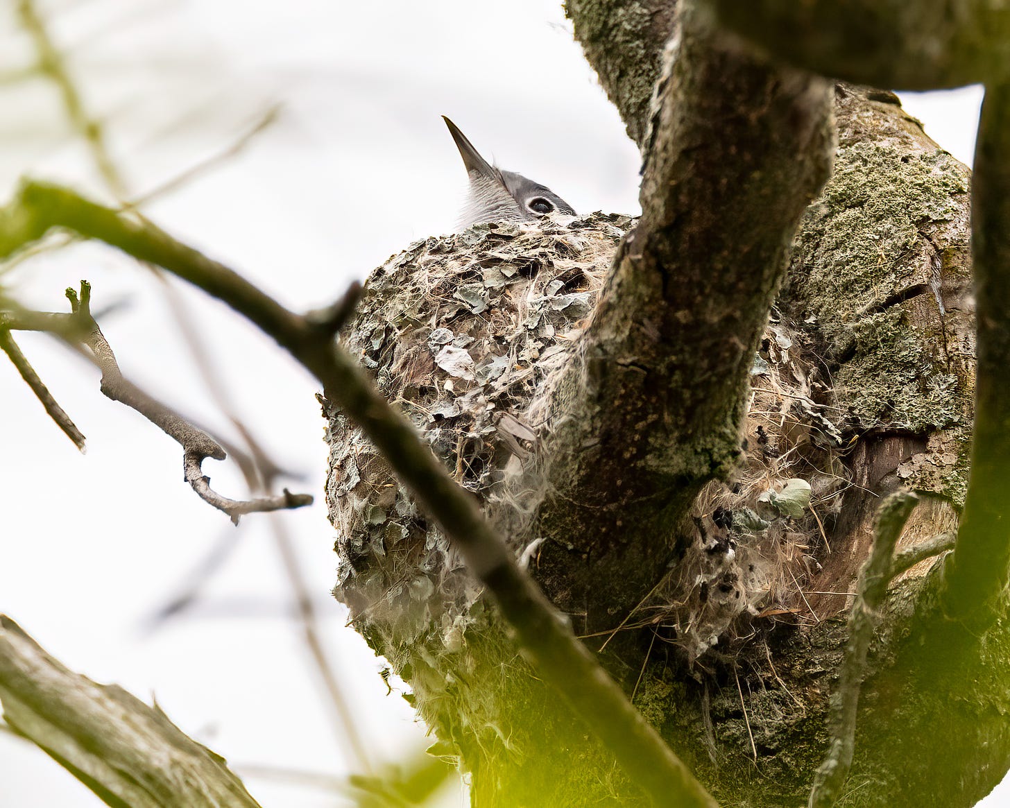 A blue gray gnatcatgher head peers out over the top of a nest in a tree. The bird is very small with a needle-like bill. The nest is made of dried stems and covered in lichens.