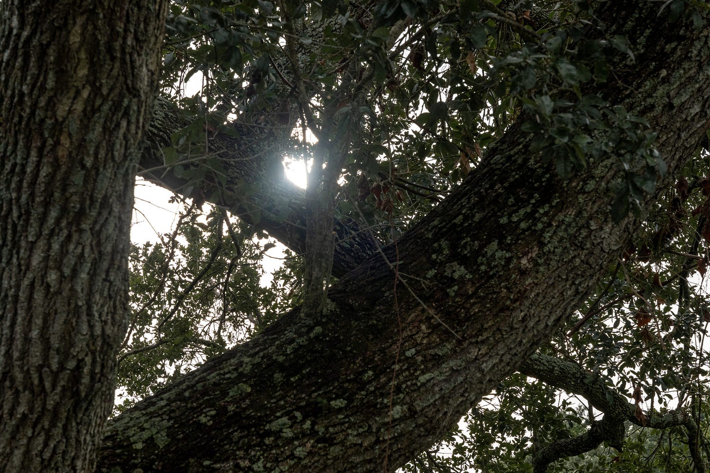 A sprawling live oak stands in green space at the corner of West Claude and Ernest streets in Lake Charles