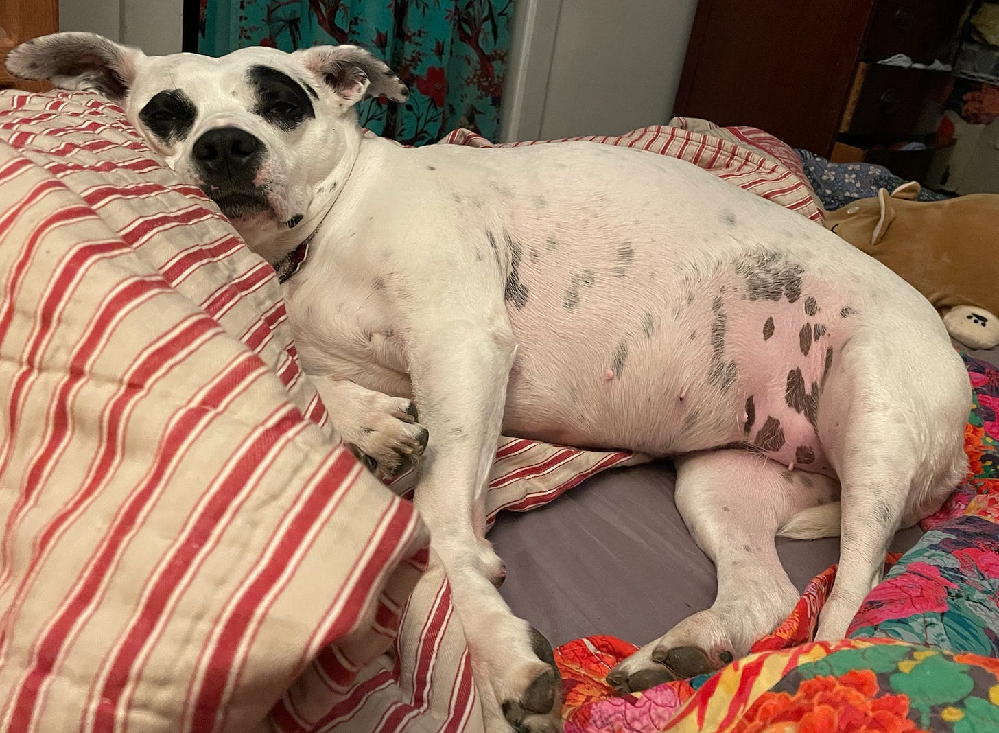 sleeping pit bull with black eyes asleep on bed; all legs out, face very scrunched up against pillow