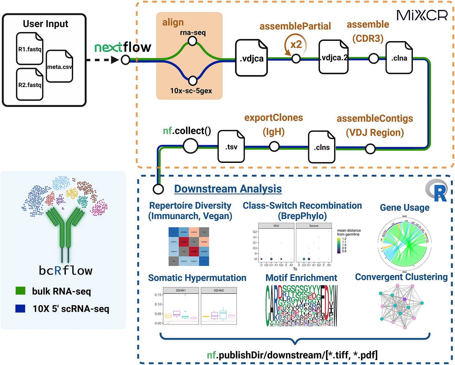 Pipeline overview. A graphical representation of the bcRflow Nextflow pipeline, with colored chords for the separate bulk and single-cell pipelines demonstrating how samples are processed and analyzed, from user input to final plot generation. Nodes along the path represent distinct modules/steps in the pipeline, and file icons highlight the type of file produced by each step which is passed to the subsequent module. The pathway terminates in the Downstream Analysis module, where figure icons highlight the different analyses performed using custom R scripts and standard packages. Created in BioRender. BioRender.com/h85m170.