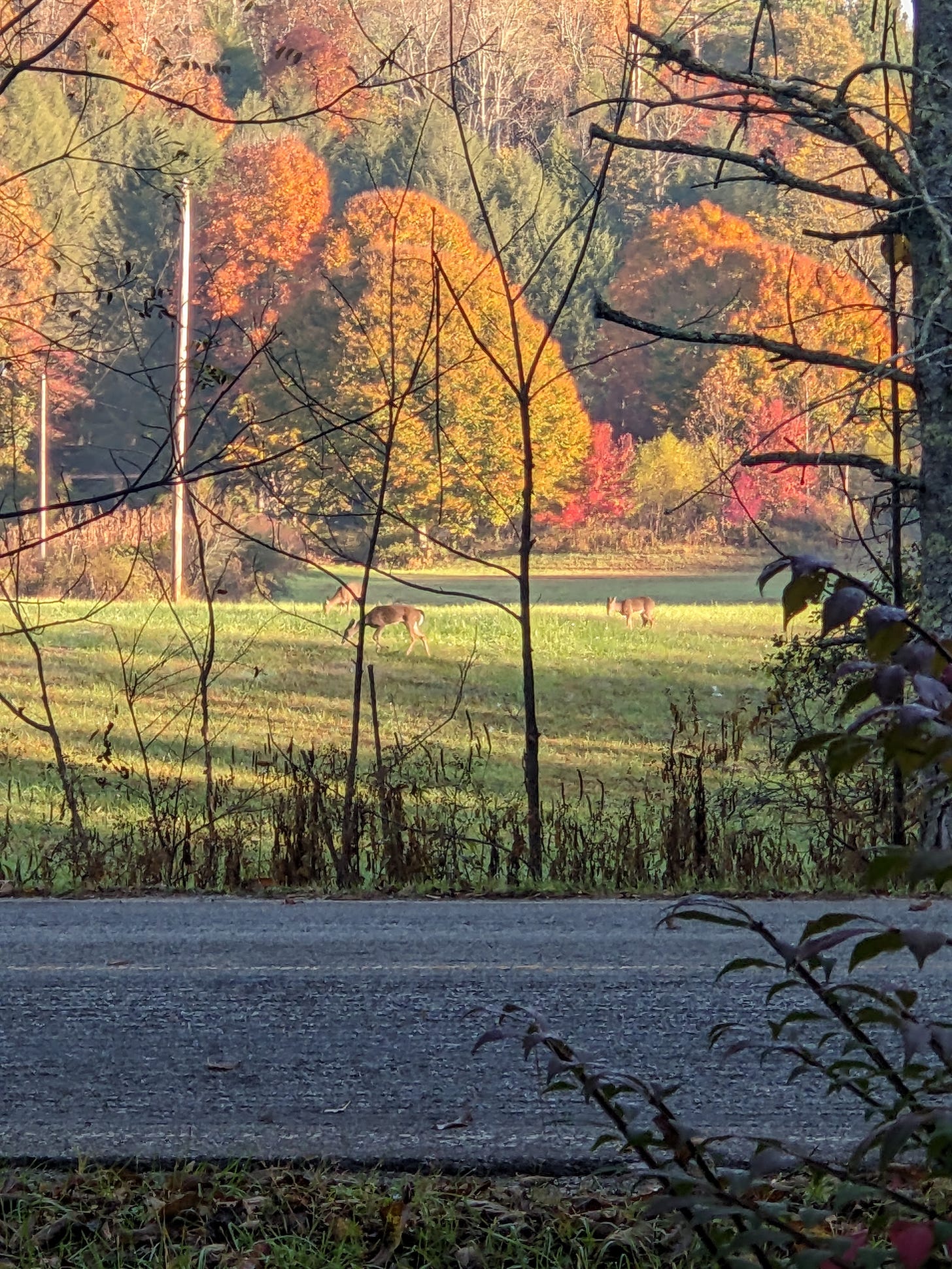 Photo taken of an autumn field with three deer grazing on the grass while surrounded by orange, red, and yellow trees.