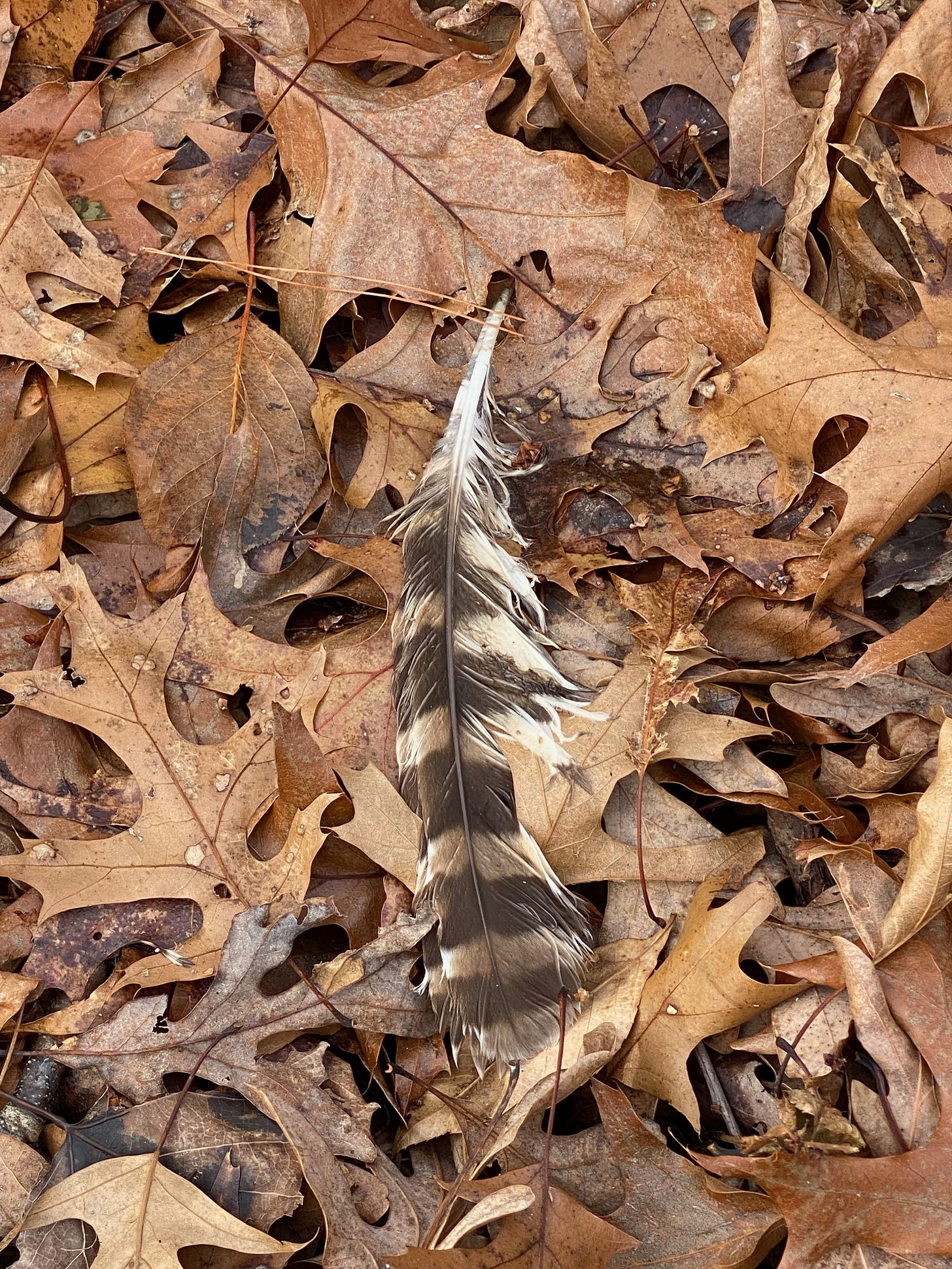 One brown and white striped feather in brown leave on the ground