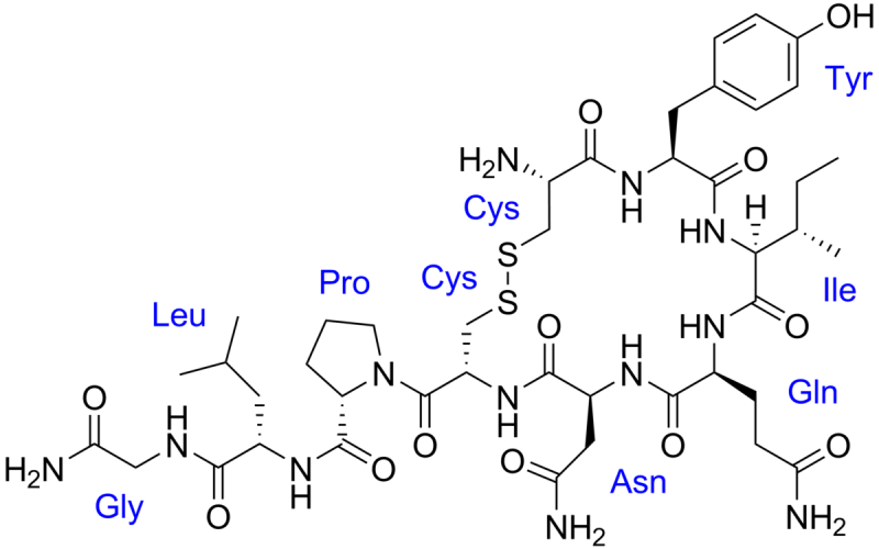 Oxytocin molecule