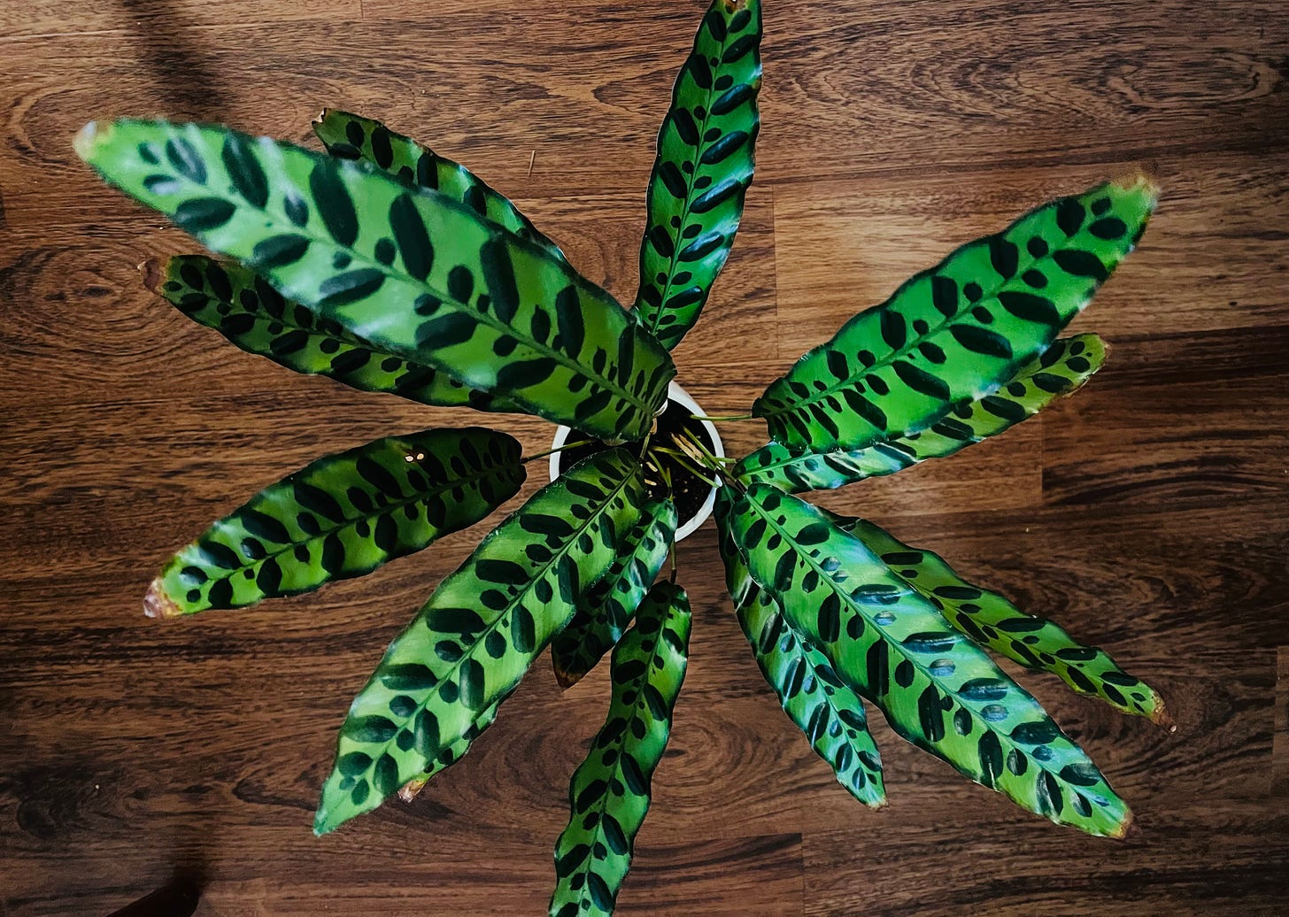 overhead view of a large rattlesnake plant with bright green, spotted, narrow leaves