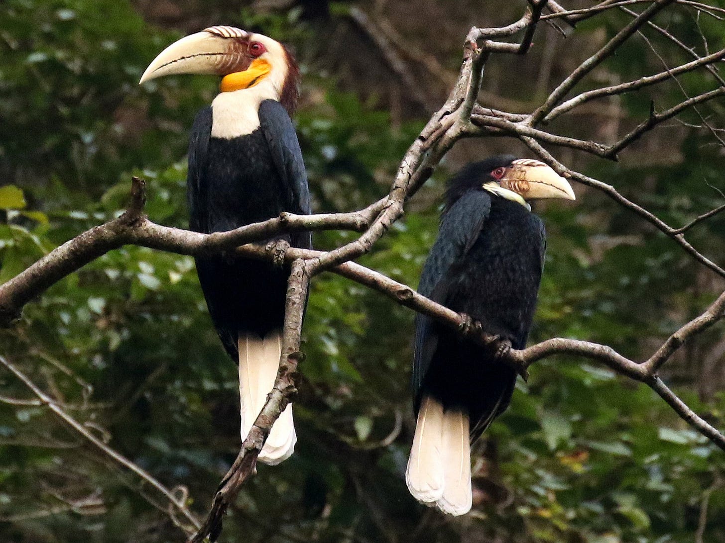 Wreathed Hornbill - eBird